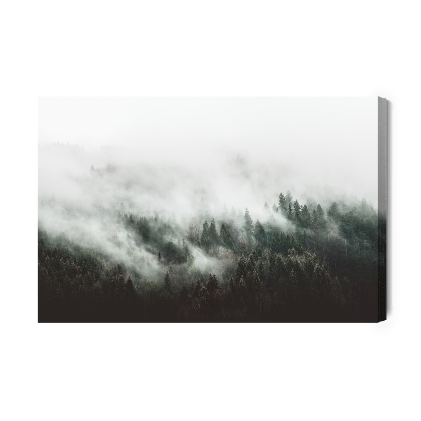 Obraz Na Płótnie Moody Forest Landscape With Fog And Mist