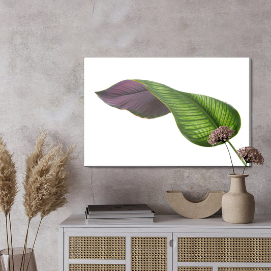 Obraz Na Płótnie Liść Kalatei