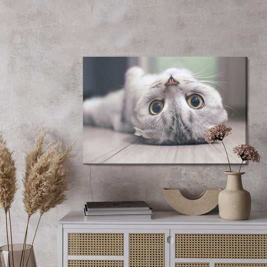 Obraz Na Płótnie Kot Szkocki Zwisłouchy